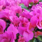 LA JOLLA Bougainvillea Live Starter Plant