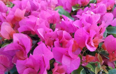 LA JOLLA Bougainvillea Live Starter Plant