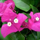 MIAMI PINK Bougainvillea Live Starter Plant