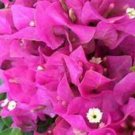 RIJNSTAR PINK Bougainvillea Live Starter Plant