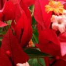 RUBY Bougainvillea Live Starter Plant