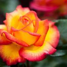 SHELIAS PERFUME Fully Grown Blooming Size Rose Bush Plant