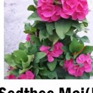 SEDTHEE MA Crown Of Thorns-Euphorbia Milii Starter Plant