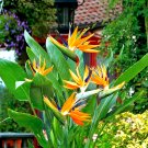Orange Bird of Paradise Strelitzia Reginae Small Root Starter Plant