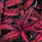 RED STAR Cryptanthus bivittatus AKA Earth Star Bromeliad Starter Plant