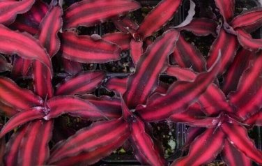 RED STAR Cryptanthus bivittatus AKA Earth Star Bromeliad Starter Plant