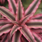 PINK STAR Cryptanthus bivittatus AKA Earth Star Bromeliad Starter Plant