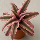 El Rey Cryptanthus bivittatus AKA Earth Star Bromeliad Starter Plant