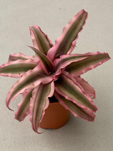 El Rey Cryptanthus bivittatus AKA Earth Star Bromeliad Starter Plant