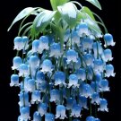 limited offer 50 seeds lily of the valley Seeds