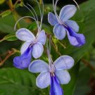 limited offer 50 blue pansy SEEDS