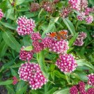 limited offer 50 seeds Asclepias Soulmate