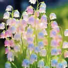 limited offer 50 seeds Colorful lily of the valley(Convallaria majalis) Seeds