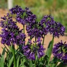 limited offer 50 seeds Agapanthus africanus 'Black Jack'