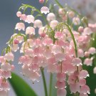 limited offer 50 seeds lily of the valley(Convallaria majalis)