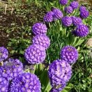 limited offer 50 seeds Primula Denticulata Blue