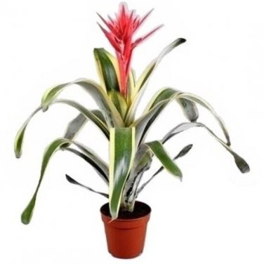 FELICE Aechmea Bromeliad Live ROOTED Starter Plant