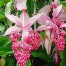 Royal CHANDALIER Magnifica Medinilla Starter Plant