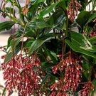 Florinilla MAGIC Medinilla Starter Plant