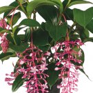 Florinilla BELLA Medinilla Starter Plant