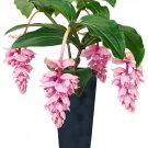 Florinilla ZENZ Medinilla Starter Plant