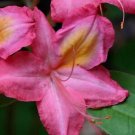 COUNTRY COUSIN Aromi Azalea Rhododendron Deciduous Starter Plant