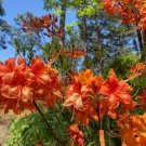 FRONTIER GOLD Aromi Azalea Rhododendron Deciduous Starter Plant