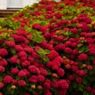 RUBY SLIPPERS Hydrangea Starter Plant