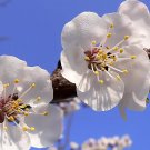 Apricot, Prunus armeniaca, Tree 3 Seeds