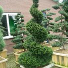 English Yew, Taxus baccata, Tree 10 Seeds