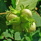 European Hazelnut, (Filbert), Corylus avellana 4 seeds