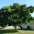 Heartnut, Japanese Walnut, Juglans ailantifolia 3 seeds