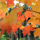 Sugar Maple Acer saccharum 10 seeds