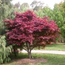 Red Japanese Maple Acer palmatum 10 seeds