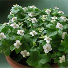 Creeping Dogwood Cornus canadensis 10 seeds
