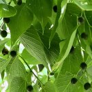 Hackberry Celtis occidentalis 10 seeds
