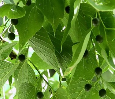 Hackberry Celtis occidentalis 10 seeds