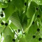 Hackberry Celtis occidentalis 10 seeds