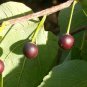 Hackberry Celtis occidentalis 10 seeds