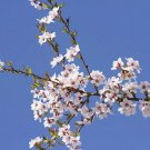 Higan Cherr, Prunus subhirtella Tree 5 Seeds