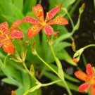 Blackberry Lily Belamcanda chinensis 30 seeds