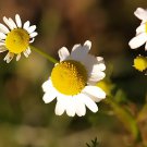 German Chamomile - Matricaria chamomile 0,25 gram