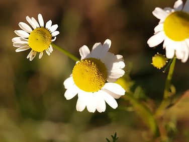 German Chamomile - Matricaria chamomile 0,25 gram