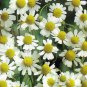 German Chamomile - Matricaria chamomile 0,25 gram