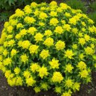 Cushion Spurge, Euphorbia polychroma 30 seeds