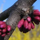 Eastern Red Bud Cercis Canadensis 20 seeds