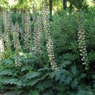 Bear's Breeches Acanthus mollis 5 seeds