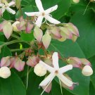 Harlequin Glorybower Clerodendron trichotomum 10 seeds