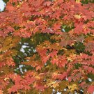 Korean Maple Acer pseudosieboldianum 10 seeds