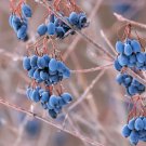 Nannyberry Viburnum lentago 10 Seeds